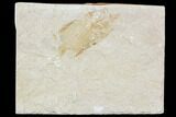 Bargain, Cretaceous Fossil Fish - Lebanon #110852-1